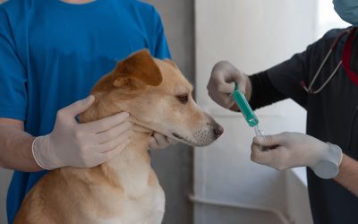 Rabies outbreak – a wake-up call for pet owners and communities