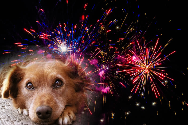 Fireworks and pets