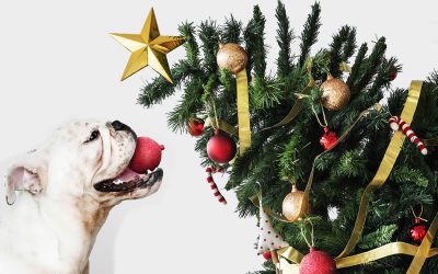 Holiday hazards for mischievous pets