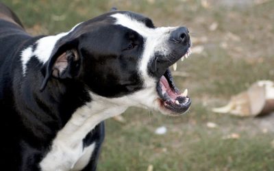 Dog bites – prevention and treatment