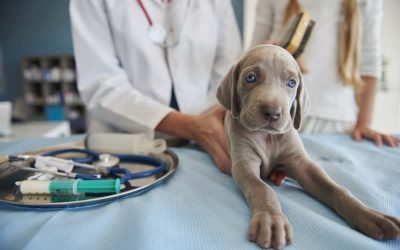 Vaccination schedule for puppies and kittens