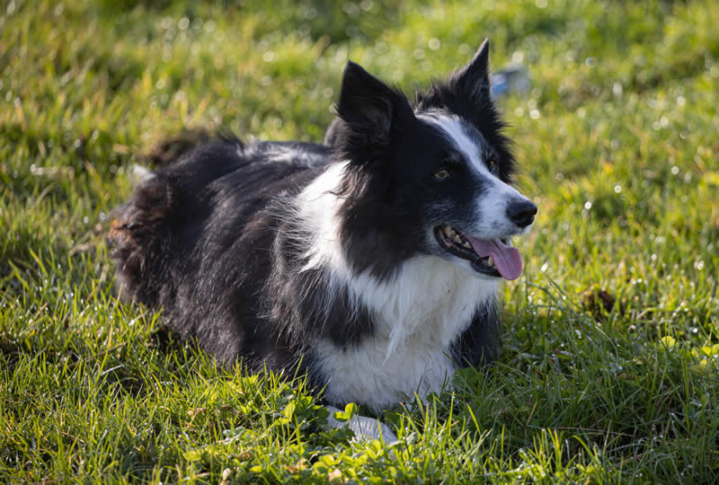 border collie