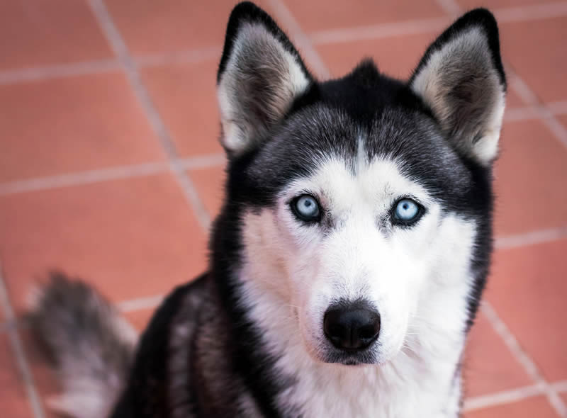 Siberian Husky