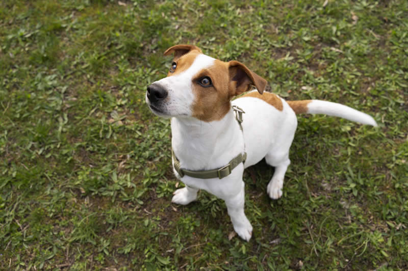 Jack Russell Terrier