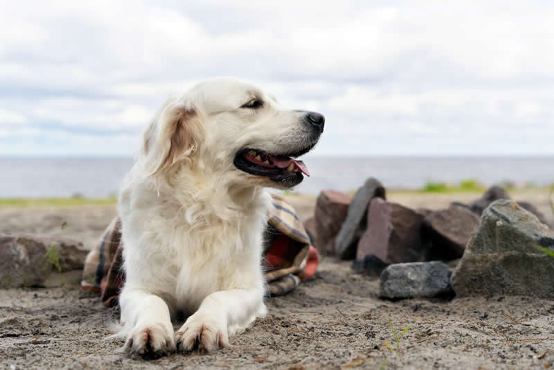 Golden Retriever