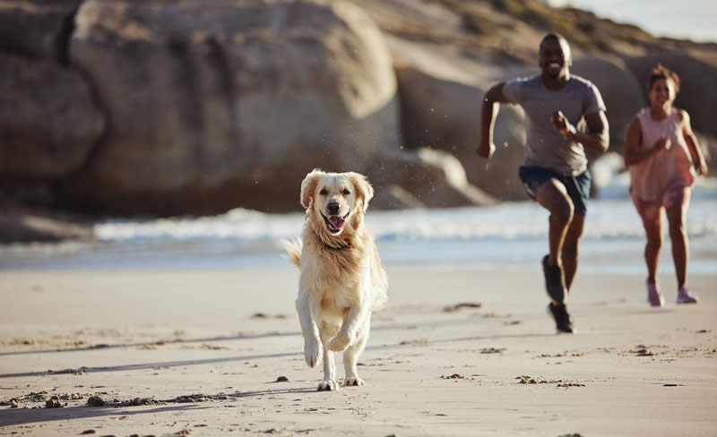 pet-friendly beaches