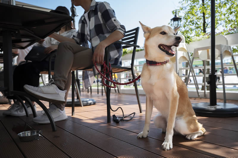 pet-friendly restaurants