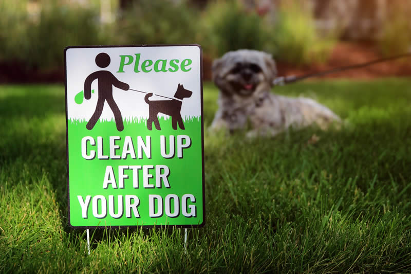 Clean up after your dog