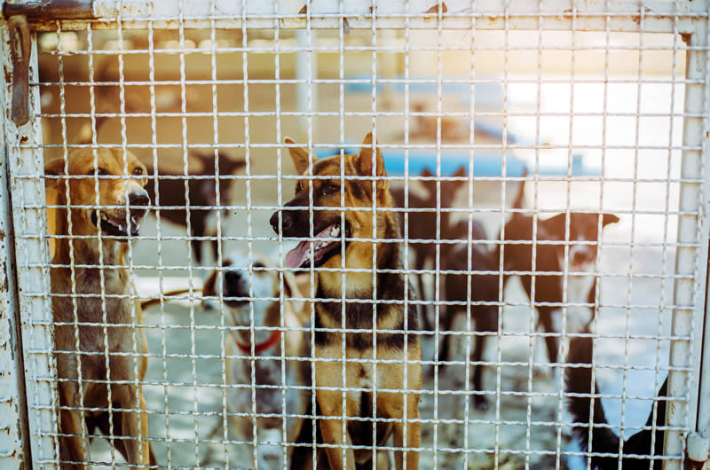 crowded shelter