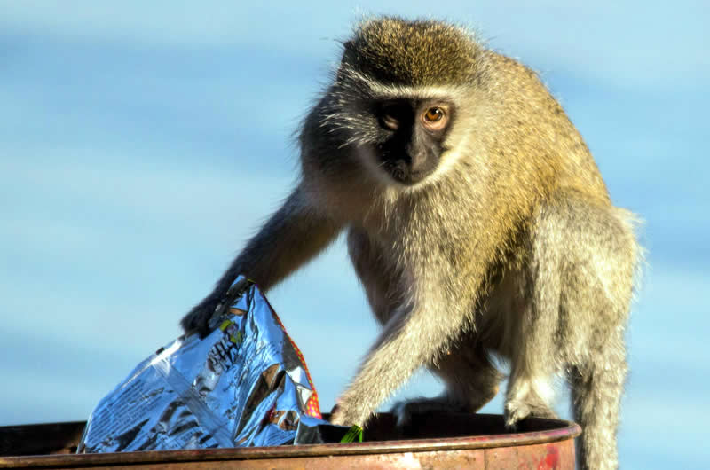 monkey at the bin