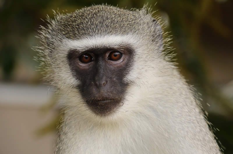 vervet monkey