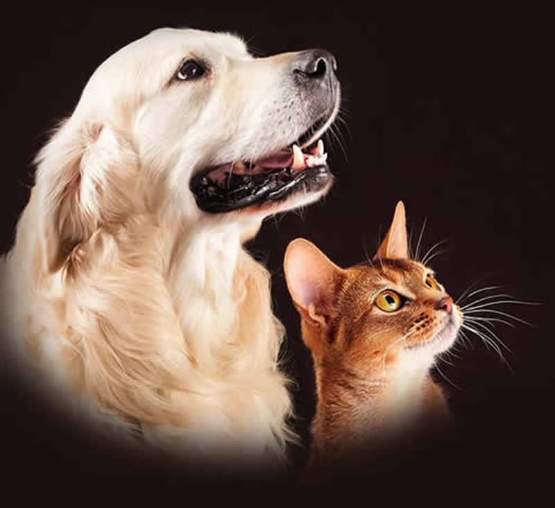 Donate to the SPCA