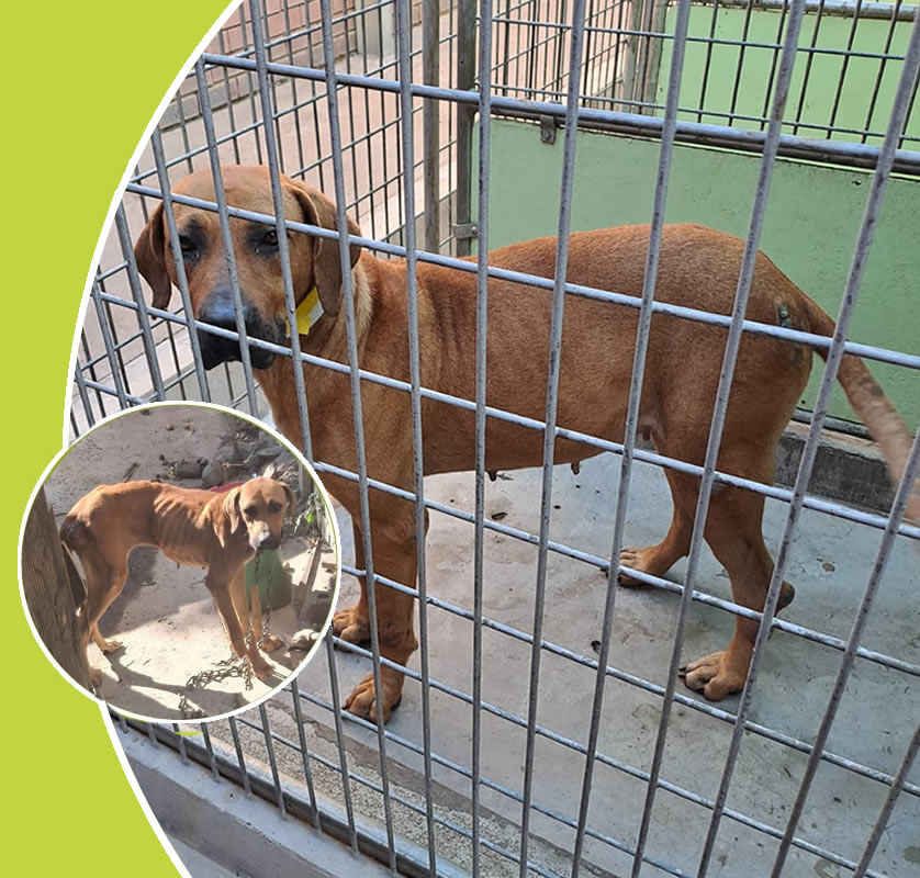 rescued dog