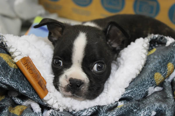 puppy