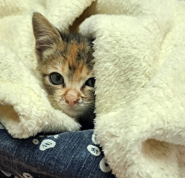rescued kitten
