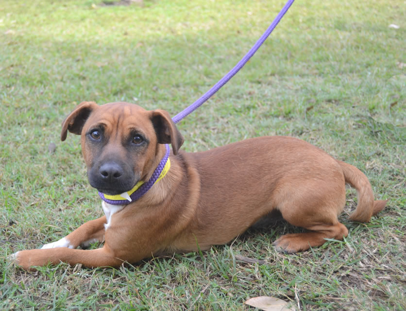 SPCA Durban & Coast | Adopt a dog or cat