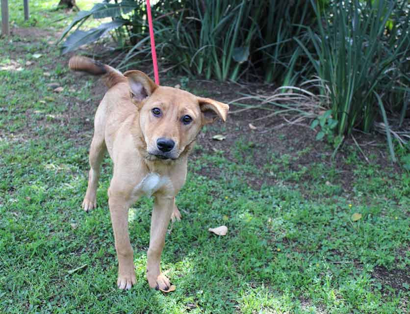 SPCA Durban & Coast | Animal cruelty must end