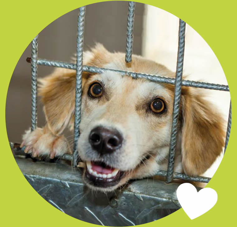 sponsor a kennel