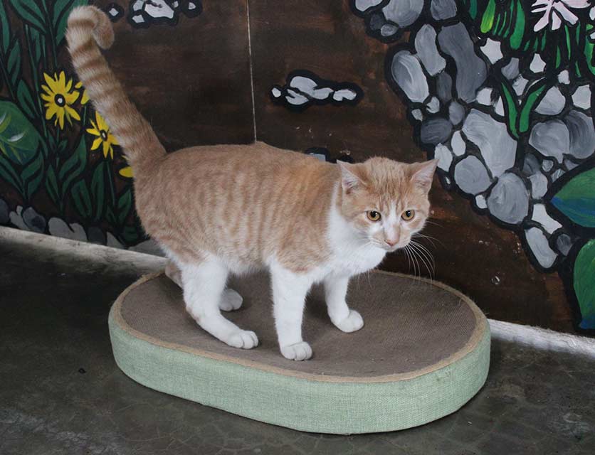 Archie
