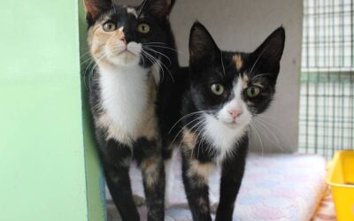 Luna & Nala