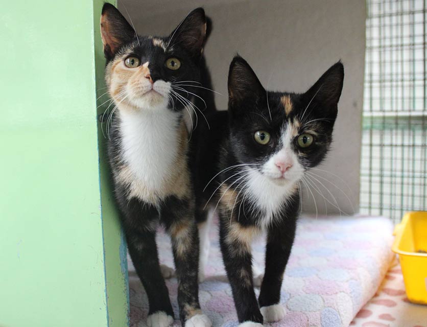 Luna & Nala
