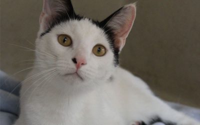 Tux