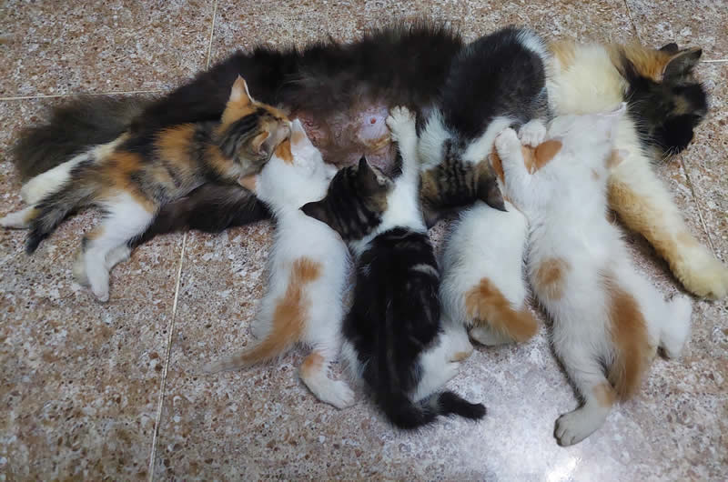 5 compelling reasons to have your pets sterilised