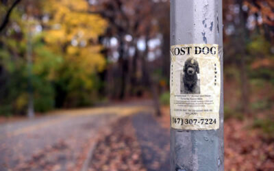 Heartbreak of a missing pet – what to do