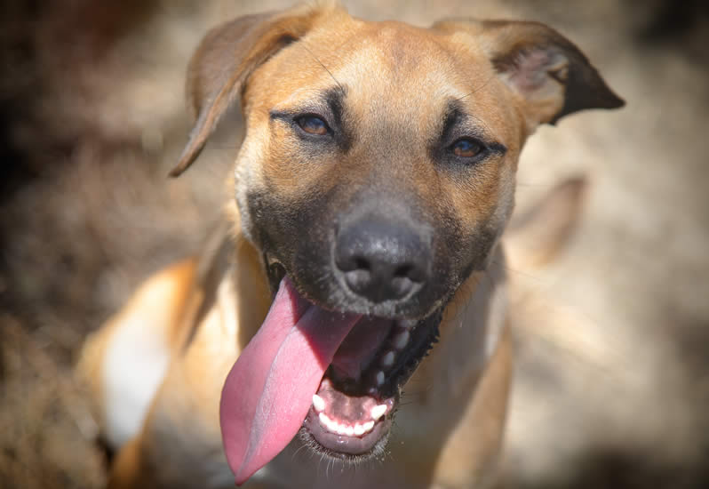 Hardy, healthy cross-breeds rule!