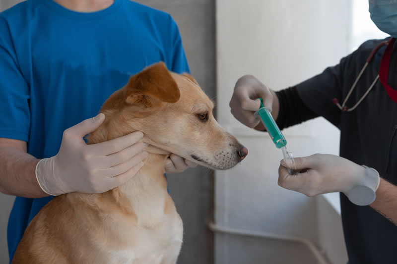 Rabies outbreak – a wake-up call for pet owners and communities