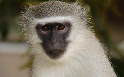 Monkeys matter – how to co-exist peacefully with our wildlife