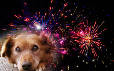Fireworks Season – no fun for animals