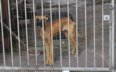 Successful conviction