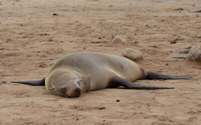 What to do if you find a stranded marine animal