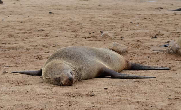 What to do if you find a stranded marine animal