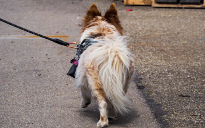 Surrendering a pet to the SPCA: what you need to know