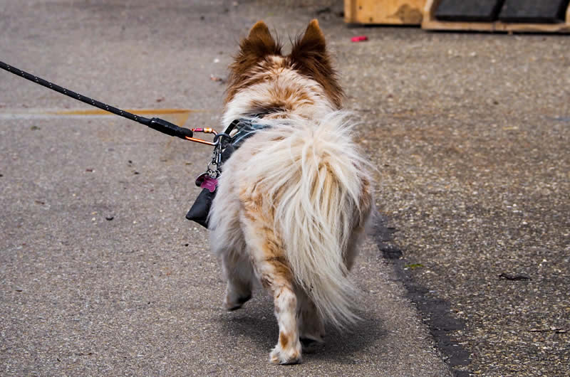 Surrendering a pet to the SPCA: what you need to know