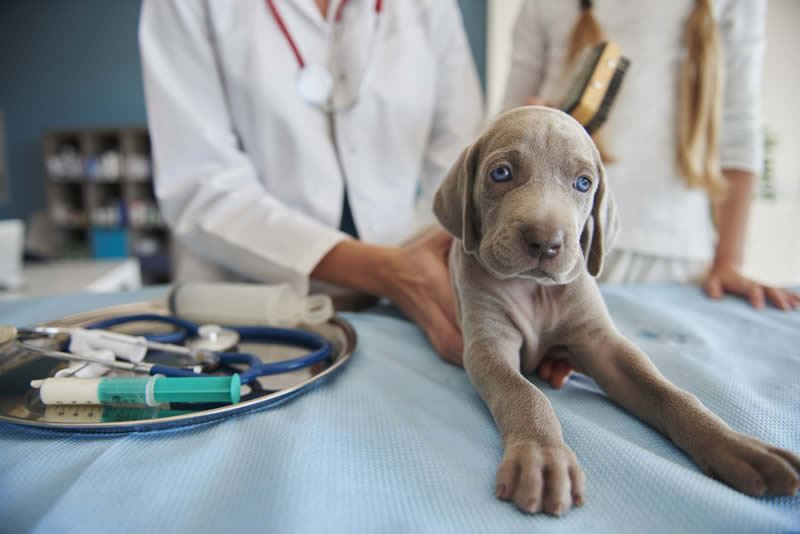 Vaccination schedule for puppies and kittens