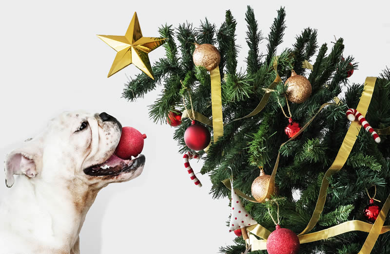 Holiday hazards for mischievous pets