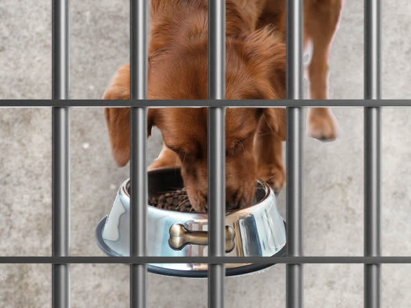 Boarding kennels