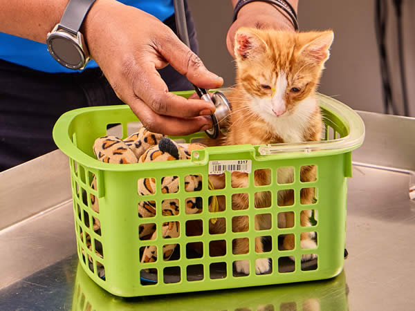 Vet clinic