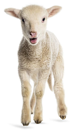 lamb