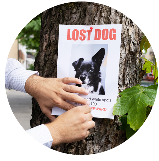 lost pet