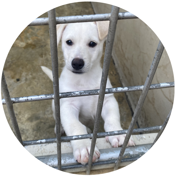 puppy in kennels