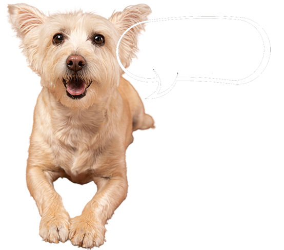 SPCA services