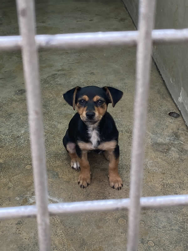 stray dog