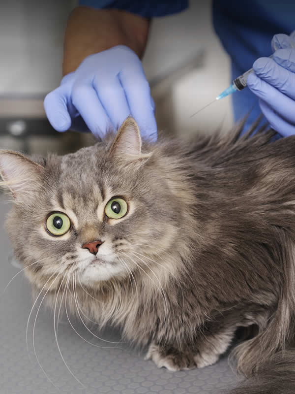Rabies vaccination