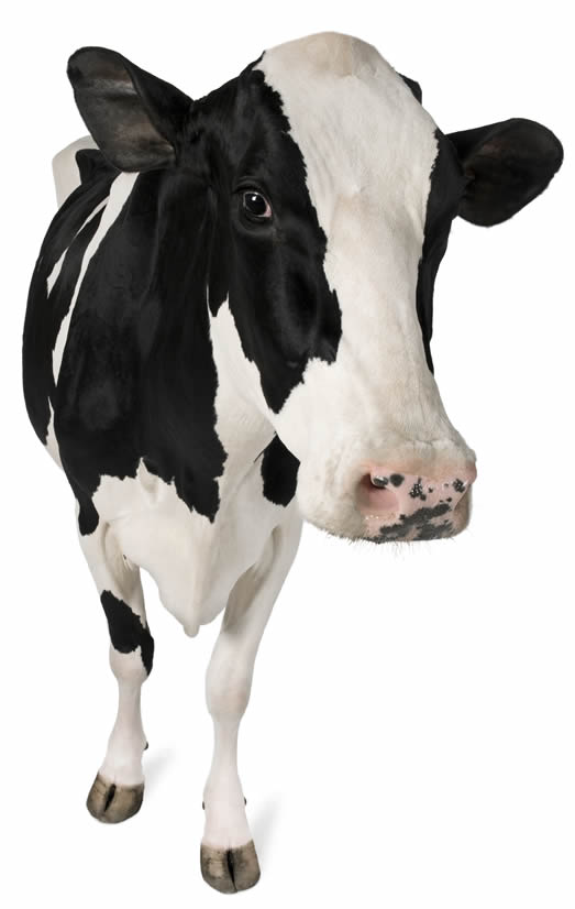 cow