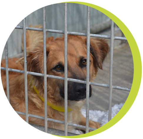 boarding kennels
