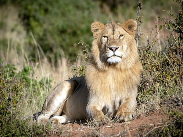 canned hunting